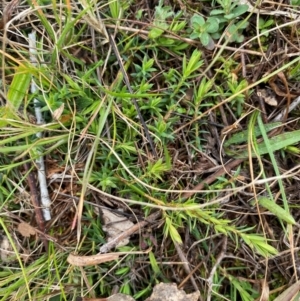 Styphelia humifusum at Watson, ACT - 11 Jul 2024