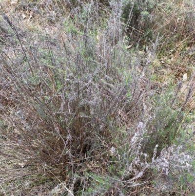 Chrysocephalum semipapposum (Clustered Everlasting) at Watson, ACT - 11 Jul 2024 by mcosgrove