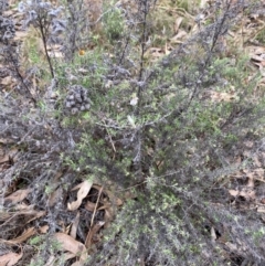 Chrysocephalum semipapposum at Watson, ACT - 11 Jul 2024