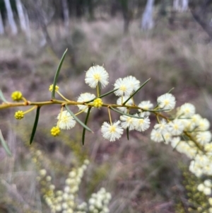 Acacia genistifolia at Campbell, ACT - 16 Jul 2024