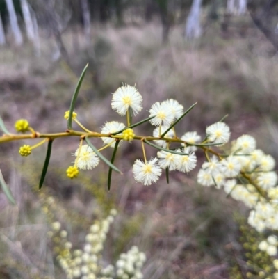 Acacia genistifolia (Early Wattle) at Campbell, ACT - 16 Jul 2024 by Clarel