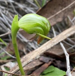 Pterostylis nutans at Acton, ACT - 16 Jul 2024