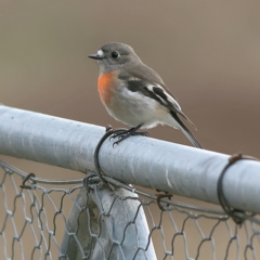 Petroica boodang (Scarlet Robin) at Whitlam, ACT - 16 Jul 2024 by Trevor