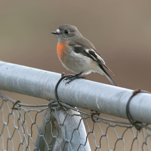 Petroica boodang at Whitlam, ACT - 16 Jul 2024 01:24 PM