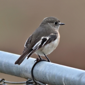 Petroica boodang at Whitlam, ACT - 16 Jul 2024 01:24 PM