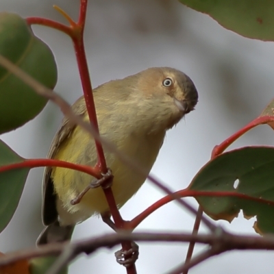 Smicrornis brevirostris (Weebill) at Whitlam, ACT - 16 Jul 2024 by Trevor