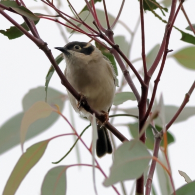 Melithreptus brevirostris (Brown-headed Honeyeater) at Whitlam, ACT - 16 Jul 2024 by Trevor