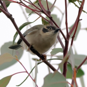 Melithreptus brevirostris at Whitlam, ACT - 16 Jul 2024