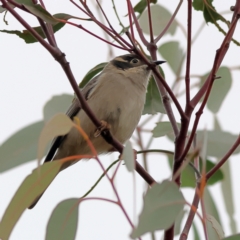 Melithreptus brevirostris at Whitlam, ACT - 16 Jul 2024