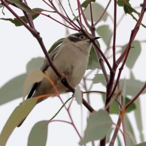 Melithreptus brevirostris at Whitlam, ACT - 16 Jul 2024