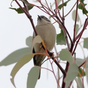 Melithreptus brevirostris at Whitlam, ACT - 16 Jul 2024