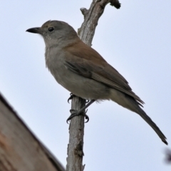 Colluricincla harmonica (Grey Shrikethrush) at Whitlam, ACT - 16 Jul 2024 by MichaelWenke