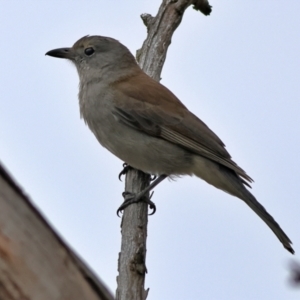 Colluricincla harmonica at Whitlam, ACT - 16 Jul 2024 03:23 PM