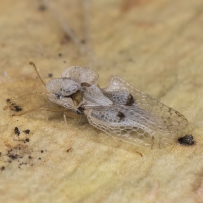 Corythucha ciliata (Sycamore Lace Bug) at Melba, ACT - 16 Jul 2024 by kasiaaus