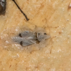 Corythucha ciliata at Melba, ACT - 16 Jul 2024