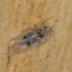 Corythucha ciliata at Melba, ACT - 16 Jul 2024 01:20 PM