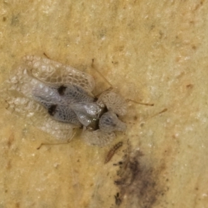 Corythucha ciliata at Melba, ACT - 16 Jul 2024