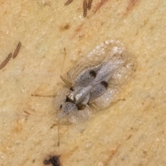 Corythucha ciliata at Melba, ACT - 16 Jul 2024