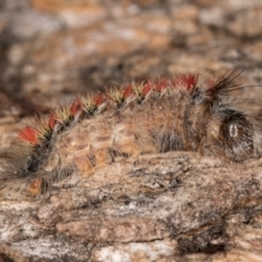 Trichiocercus sparshalli (Sparshall's Moth) at Melba, ACT - 16 Jul 2024 by kasiaaus