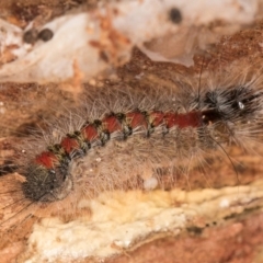 Trichiocercus sparshalli at Melba, ACT - 16 Jul 2024