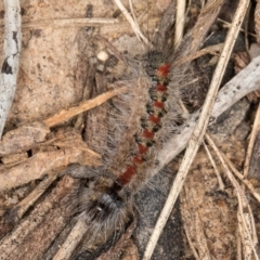 Trichiocercus sparshalli at Melba, ACT - 16 Jul 2024