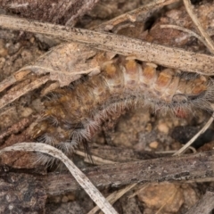 Trichiocercus sparshalli at Melba, ACT - 16 Jul 2024