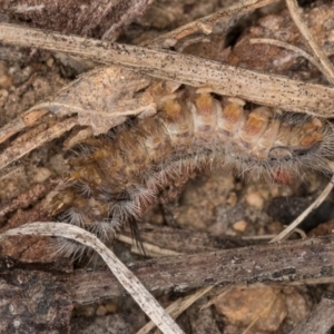 Trichiocercus sparshalli at Melba, ACT - 16 Jul 2024 12:04 PM