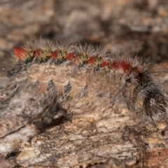 Trichiocercus sparshalli at Melba, ACT - 16 Jul 2024 12:04 PM