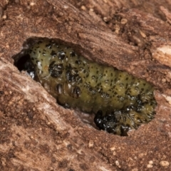 Pterygophorinae (subfamily) (Sawfly) at Melba, ACT - 16 Jul 2024 by kasiaaus