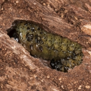 Pterygophorinae (subfamily) at Melba, ACT - 16 Jul 2024