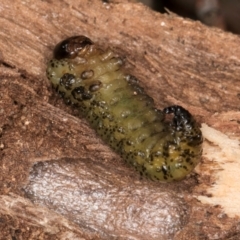 Pterygophorinae (subfamily) at Melba, ACT - 16 Jul 2024