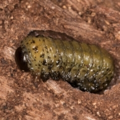 Pterygophorinae (subfamily) at Melba, ACT - 16 Jul 2024