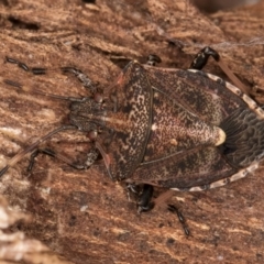 Oncocoris geniculatus (A shield bug) at Melba, ACT - 16 Jul 2024 by kasiaaus