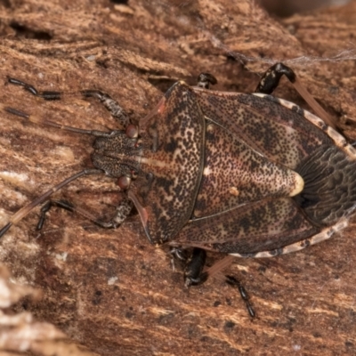 Oncocoris geniculatus (A shield bug) at Melba, ACT - 16 Jul 2024 by kasiaaus