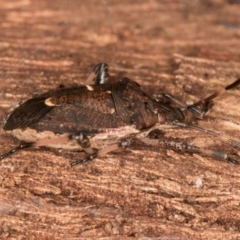 Oncocoris geniculatus at Melba, ACT - 16 Jul 2024