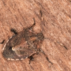 Oncocoris geniculatus at Melba, ACT - 16 Jul 2024