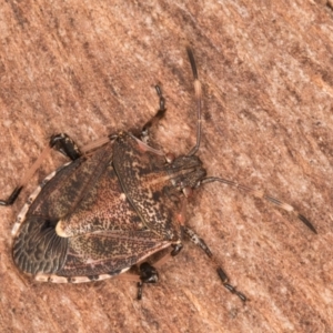 Oncocoris geniculatus at Melba, ACT - 16 Jul 2024