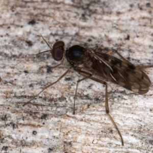 Sylvicola dubius at Melba, ACT - 16 Jul 2024 12:12 PM