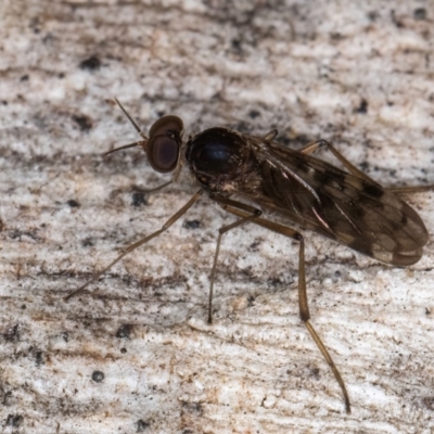 Sylvicola dubius (Wood-gnat) at Melba, ACT - 16 Jul 2024 by kasiaaus