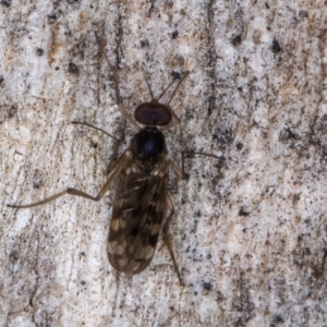 Sylvicola dubius at Melba, ACT - 16 Jul 2024 12:12 PM