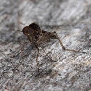 Sylvicola dubius at Melba, ACT - 16 Jul 2024 12:12 PM