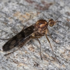 Sylvicola dubius (Wood-gnat) at Melba, ACT - 16 Jul 2024 by kasiaaus