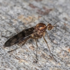 Sylvicola dubius at Melba, ACT - 16 Jul 2024