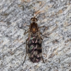 Sylvicola dubius at Melba, ACT - 16 Jul 2024 12:13 PM