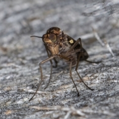 Sylvicola dubius at Melba, ACT - 16 Jul 2024