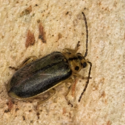 Xanthogaleruca luteola (Elm leaf beetle) at Melba, ACT - 16 Jul 2024 by kasiaaus