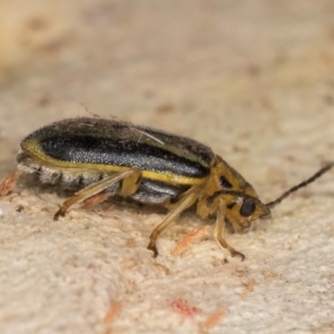 Xanthogaleruca luteola at Melba, ACT - 16 Jul 2024