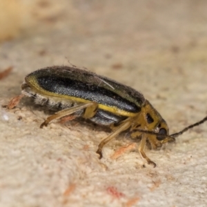 Xanthogaleruca luteola at Melba, ACT - 16 Jul 2024