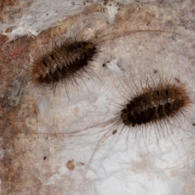 Dermestidae sp. (family) (Dermestid, carpet or hide beetles) at Melba, ACT - 16 Jul 2024 by kasiaaus