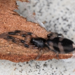 Lampona cylindrata at Melba, ACT - 16 Jul 2024